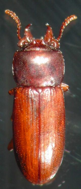 broad-horned flour beetle