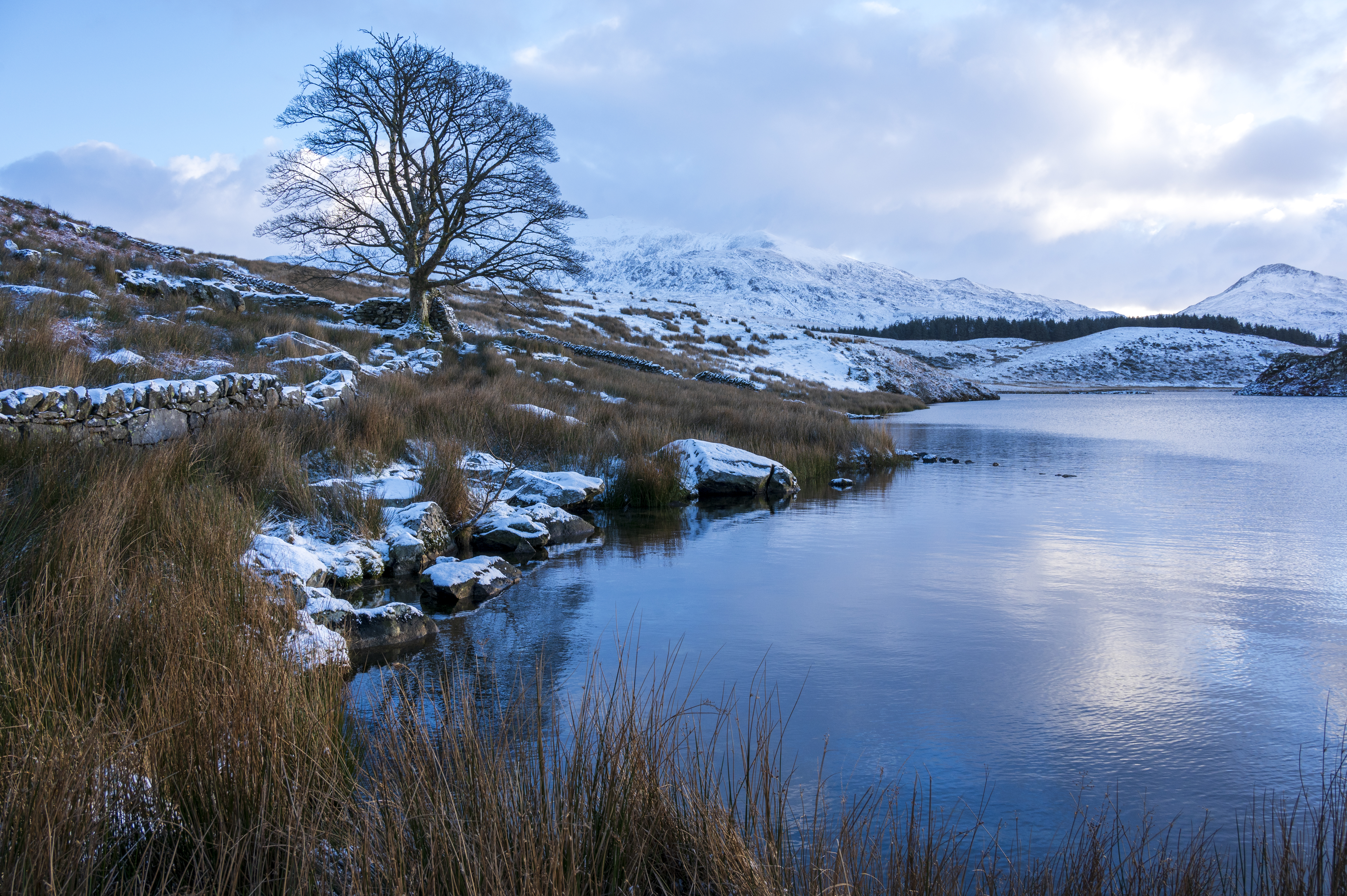 Calm gentle waters of Llyn y Dywarchen catch the bright winter sunrise. Snowdon Yr Wyddfa is visible with its covering of fresh white winter snow. A tree reflects in the calm placid freezing waters.