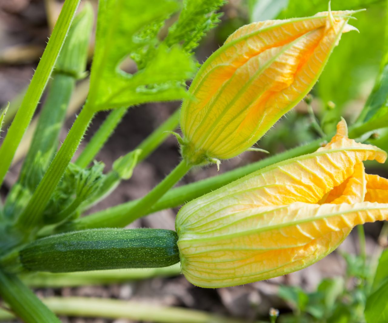 How and when to harvest zucchini flowers to eat Homes & Gardens