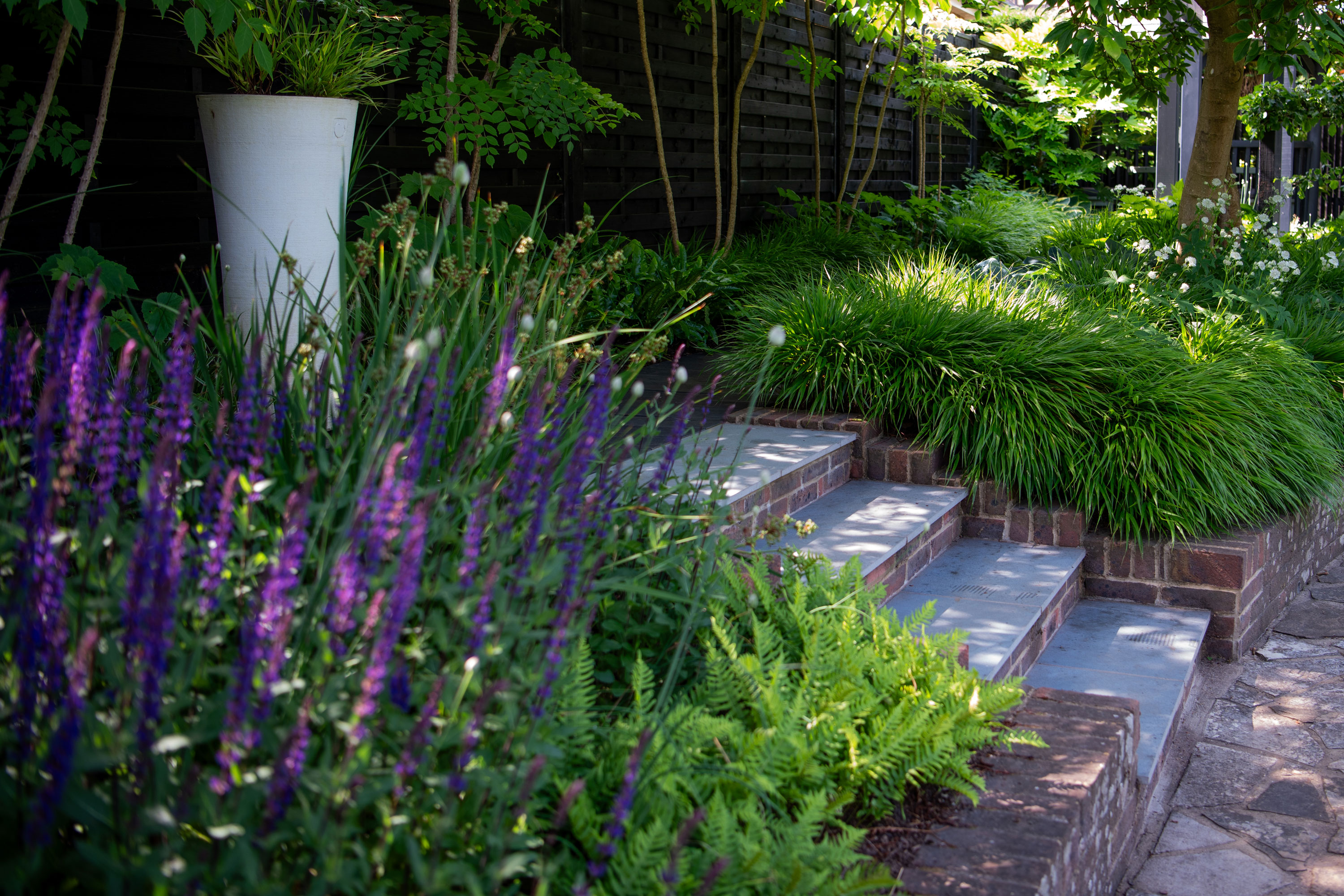 garden design with steps and raised beds filled with purple salvia, ferns and ornamental grasses