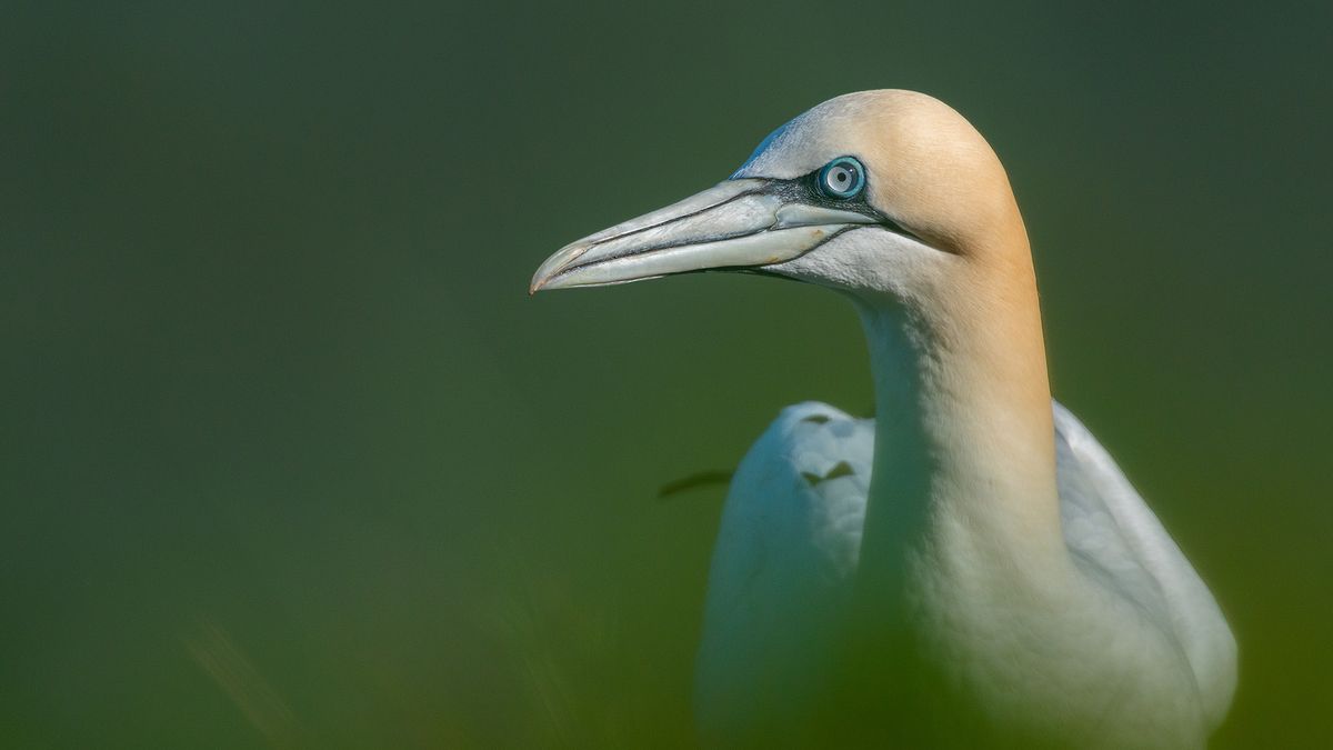 Wildlife portrait of a gannet in front of a clean green background 