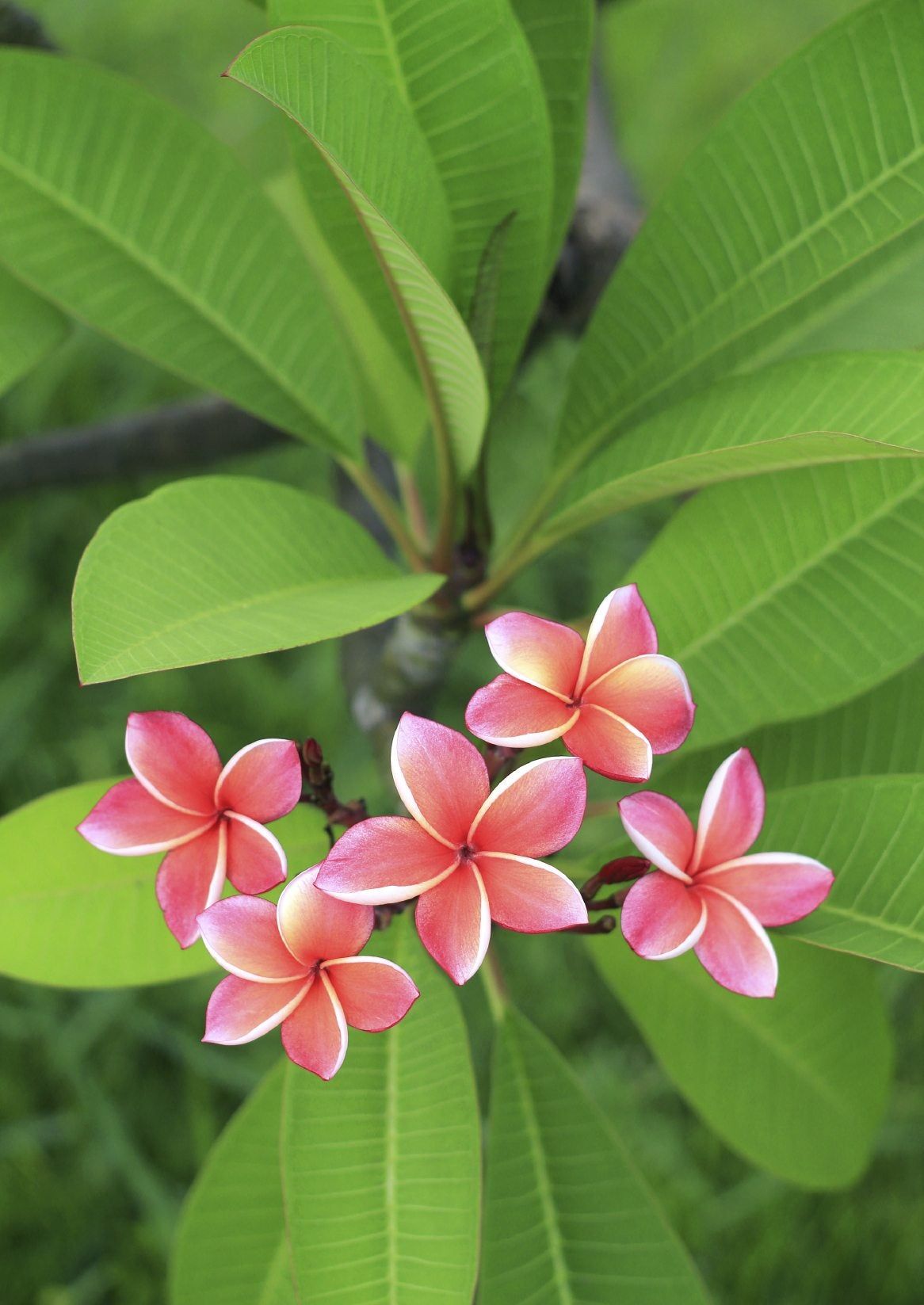 Pink Plumeria Flowers