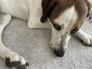 Dog lying on floor