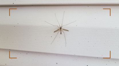 Daddy long legs on a white clapboard house exterior to support a guide for how to stop daddy long-legs coming in your house