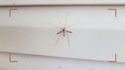 The Daddy Longlegs: Creepy but Harmless - The New York Times