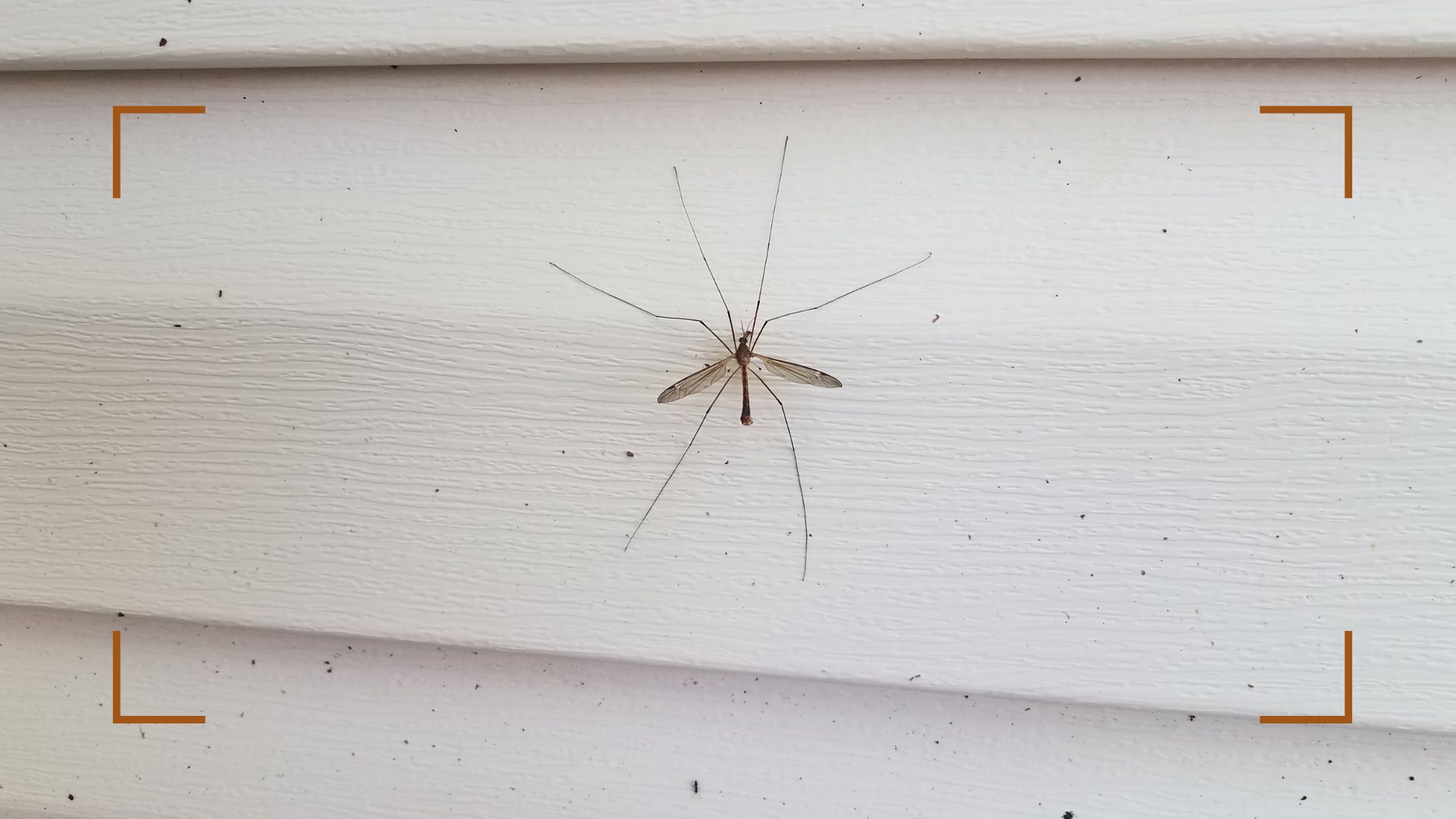 Not all Daddy-Long-Legs are Spiders! - Good News Pest Solutions