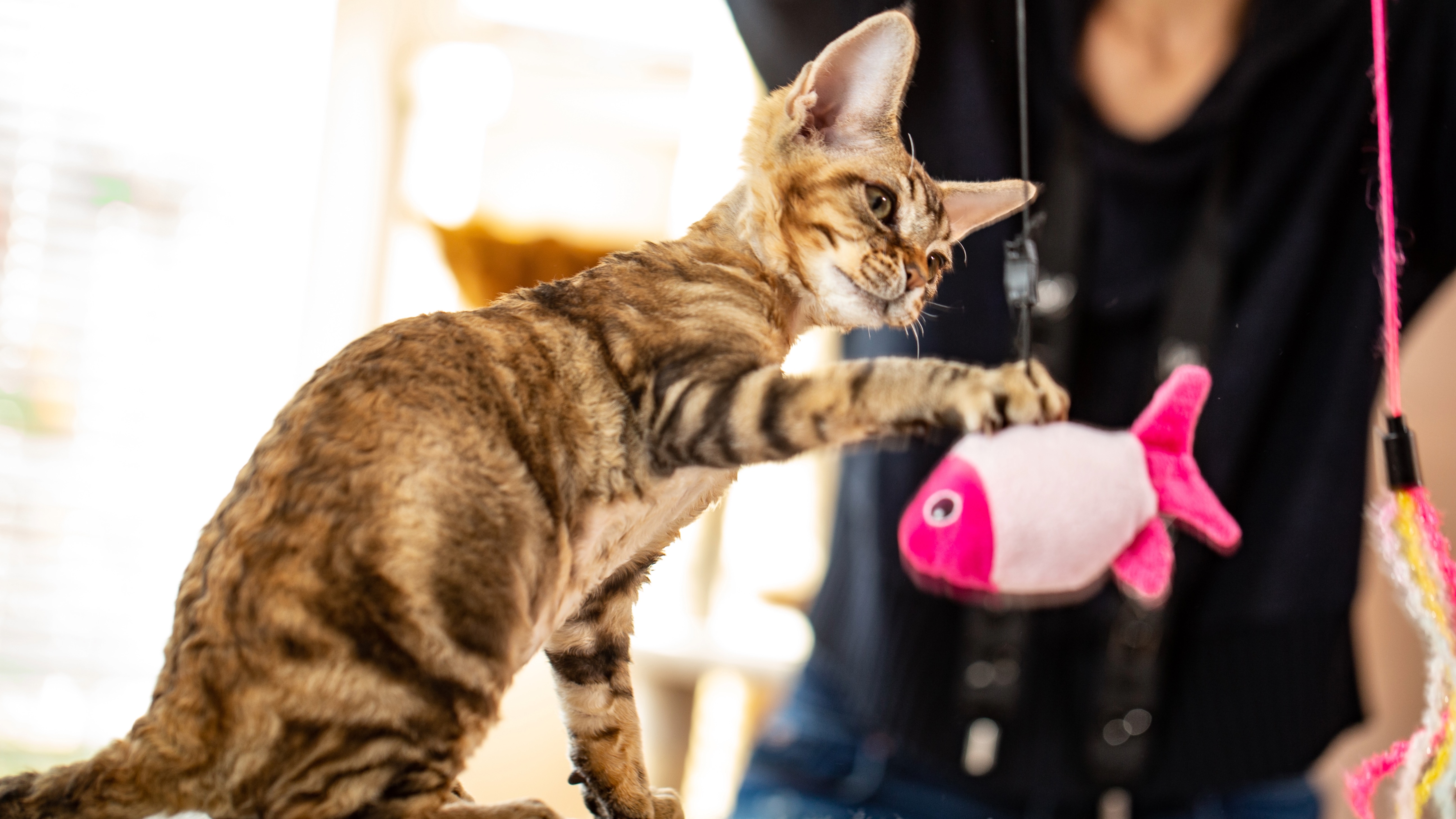 Cat playing with toy