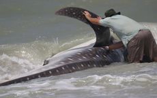 Whale shark. 