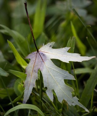silver maple leaf