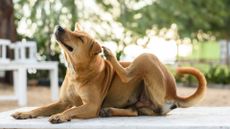 Brown dog is scratching on white table.
