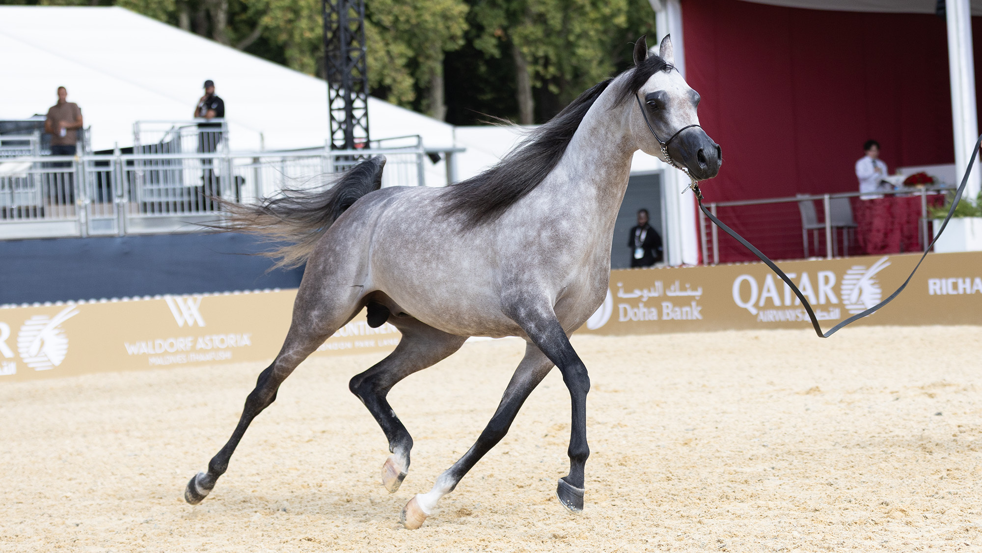 Junior colt champion Synatra is trotting around the arena at the GCAT 2026