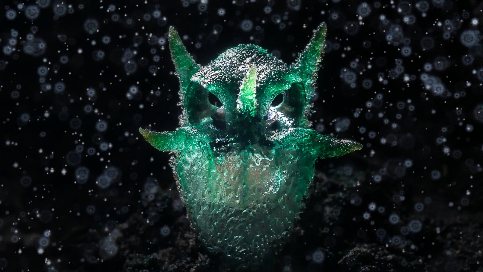 Mesmerizing photo shows weird, scowling parasitic plant that looks like a owl