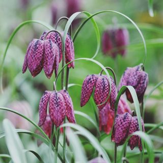 Purple chequered Fritillaria or 'Snake Head Fritillary' in flower