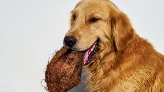 A dog holding a coconut