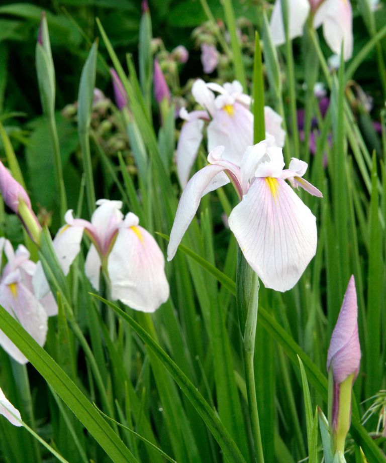 Best plants for Japanese gardens 10 elegant choices Homes & Gardens