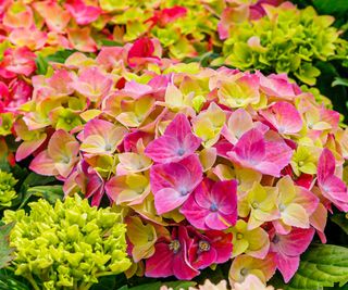 bigleaf hydrangea flowering in garden