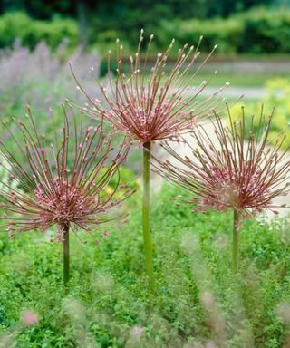 Three large allium flowers