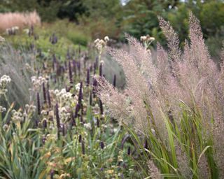 ornamental grasses and perennials