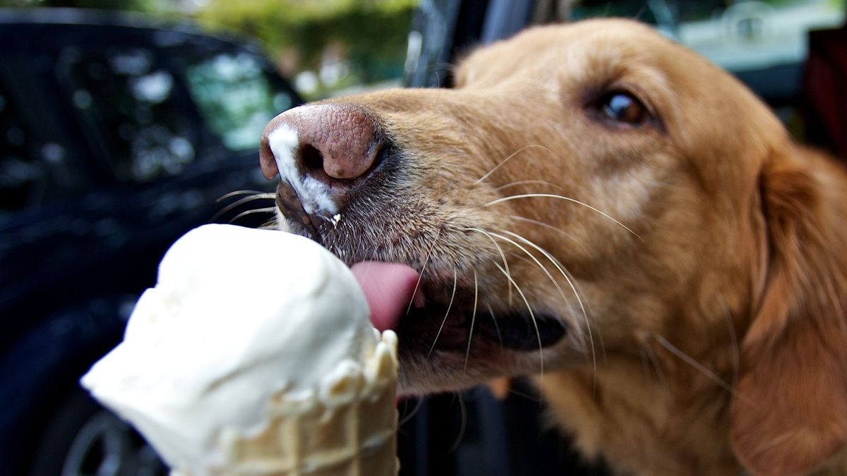 Picture of Can dogs eat ice cream? Vet answers | PetsRadar