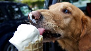 Dog eating vanilla ice cream
