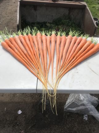 The long carrots that made Medwyn Williams famous