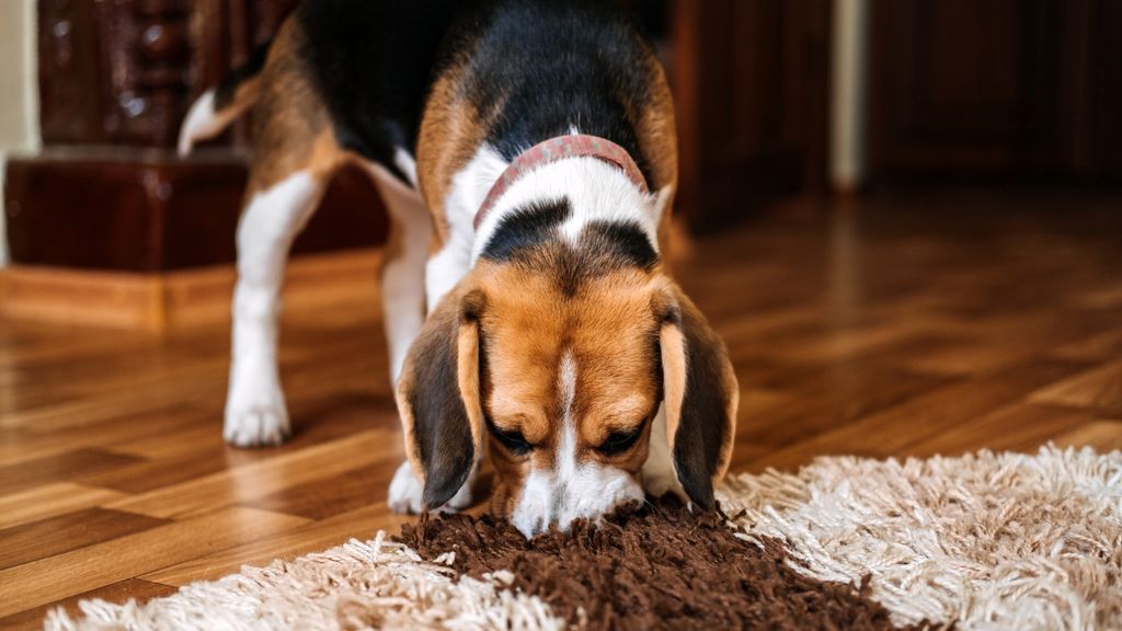 Why your dog is chewing the carpet and how to stop it PetsRadar