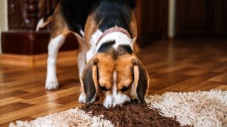 Beagle chewing rug