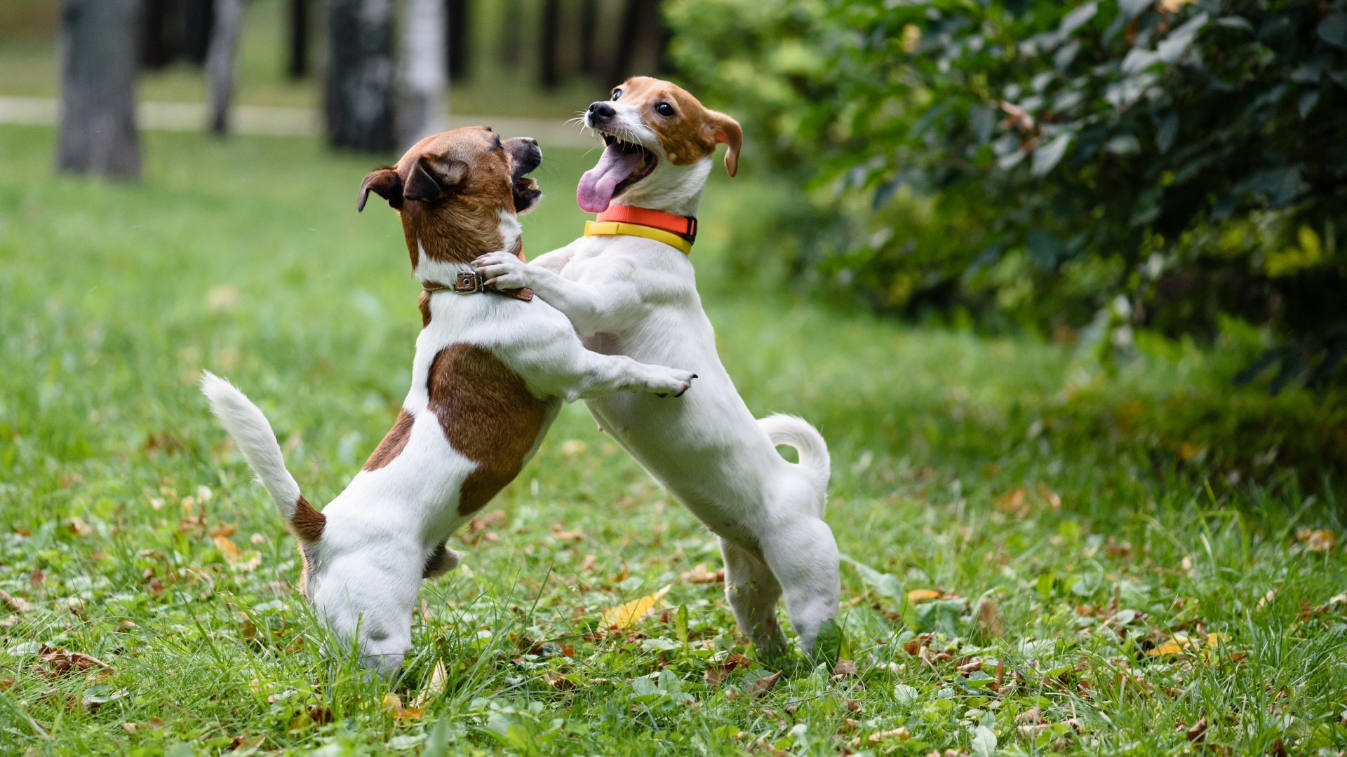 Four rules for managing play fighting between your dogs, according to an expert