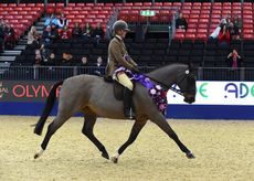 Alphaville of Oak VIII with Emily Proud Champion in the Ridden Anthony Evans Senior Showing & Dressage Ltd Home Produced Supreme Grand Final 2015 at The London International Horse Show 2015 at Olympia, London, UK on 18th December 2015