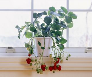 Strawberry plant on windowsill