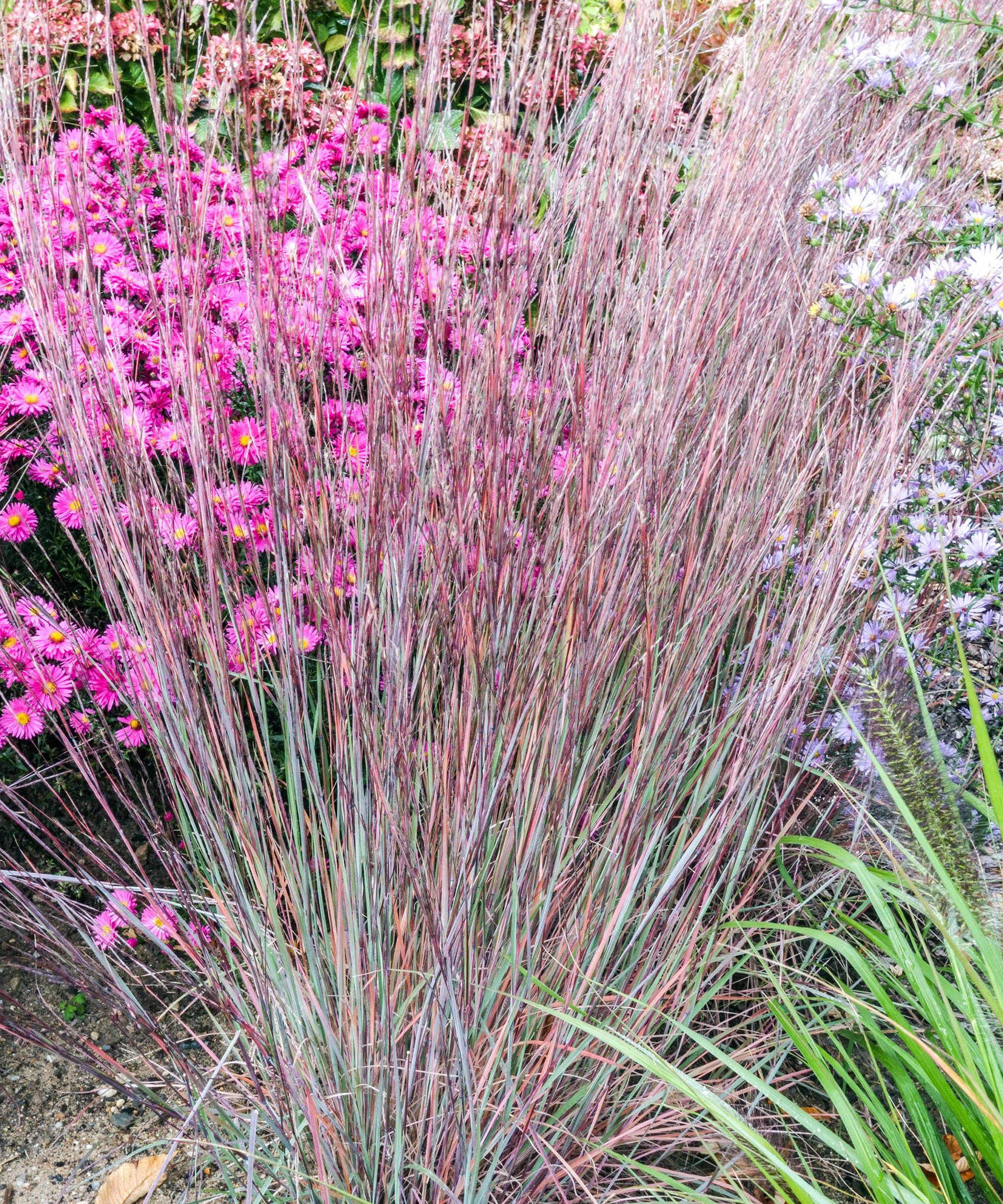 7 Ornamental Grasses for Stunning Fall Color | Gardening Know How
