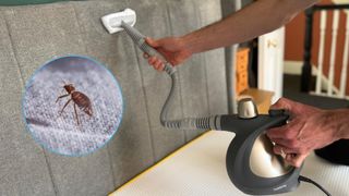 The image shows a a man steam cleaning a grey fabric headboard. Inset on top of the picture on the left is a close-up image of a bed bug.