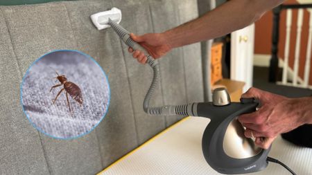 The image shows a a man steam cleaning a grey fabric headboard. Inset on top of the picture on the left is a close-up image of a bed bug.