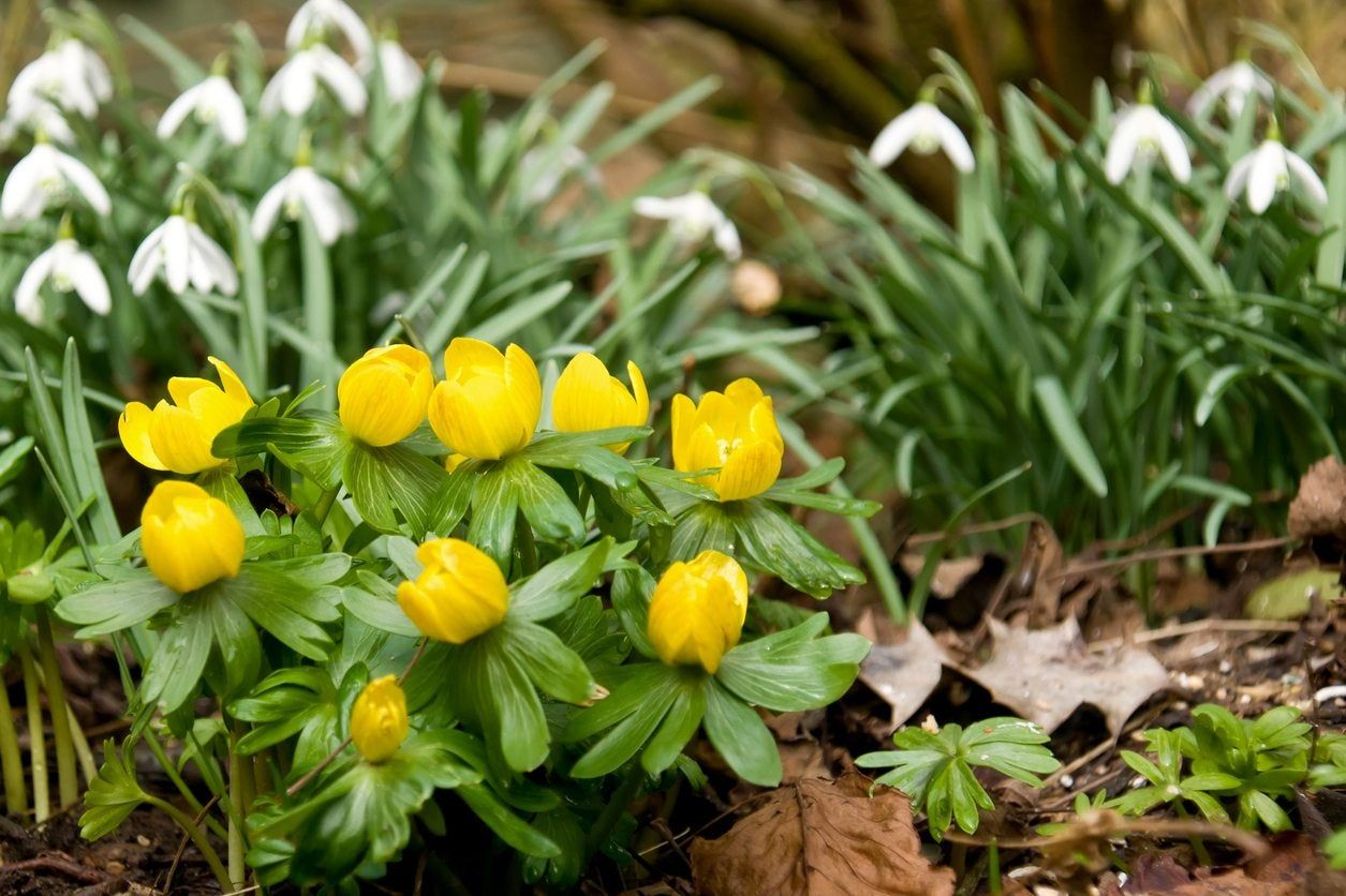 zone 6 bulbs