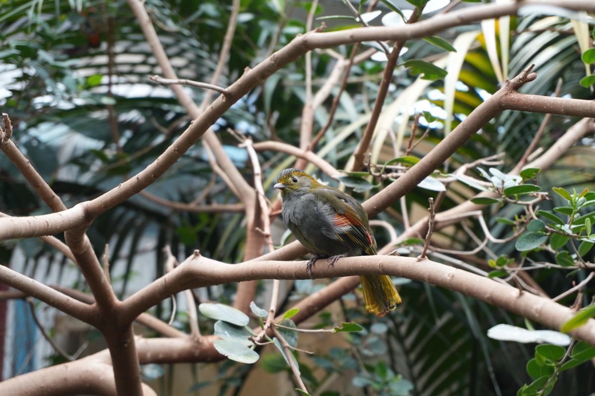 A bird sitting in the branches of a tree