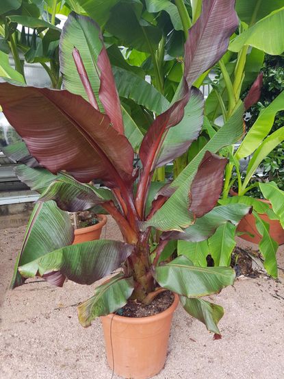 Large Potted Banana Tree