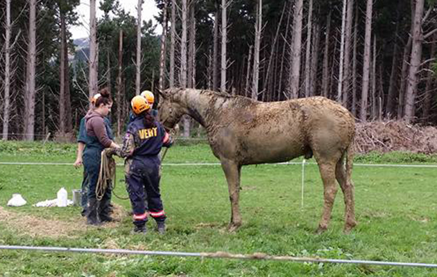Ditch horse rescue 4