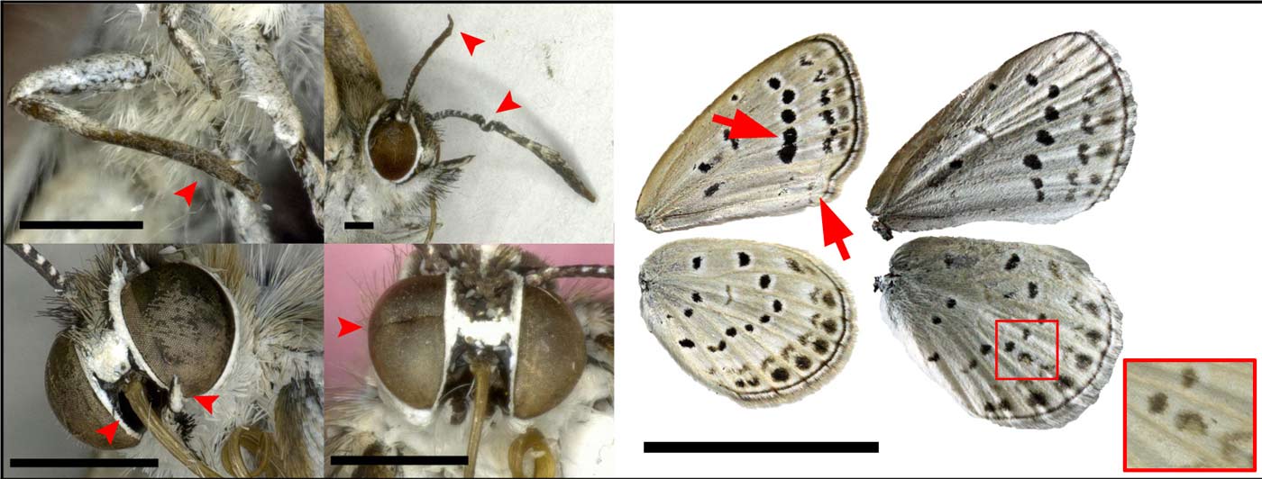 Deformed butterflies near the Fukushima nuclear disaster