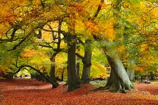 Breezy Autumnal Woodland at Berkhamsted Common ©Alamy