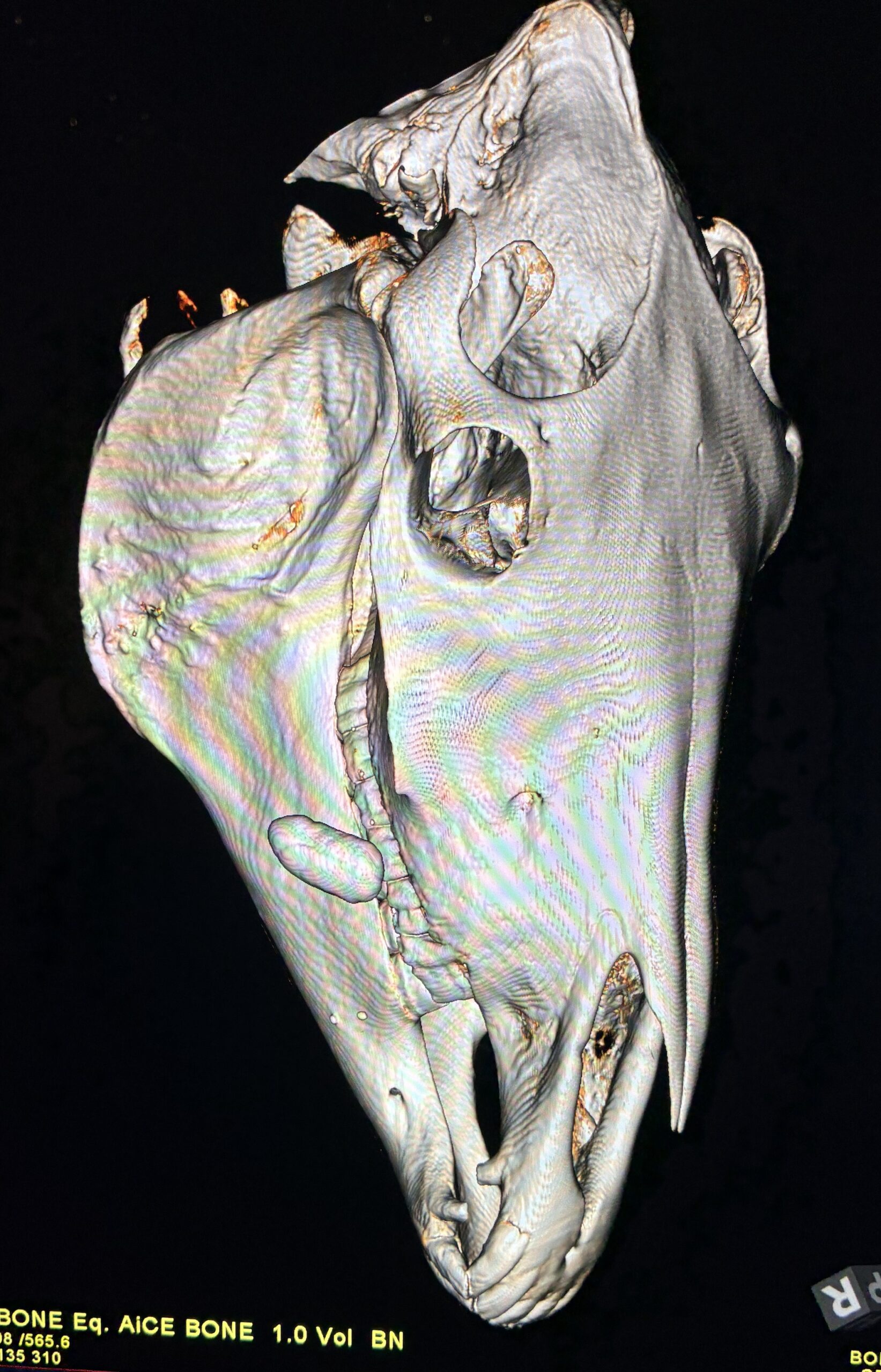 JJ-CT-scaled.jpg