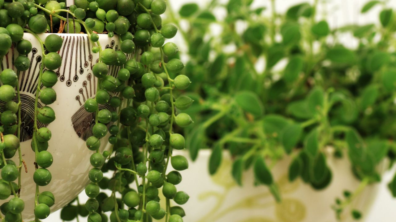 string of pearls plant in decorative pot 