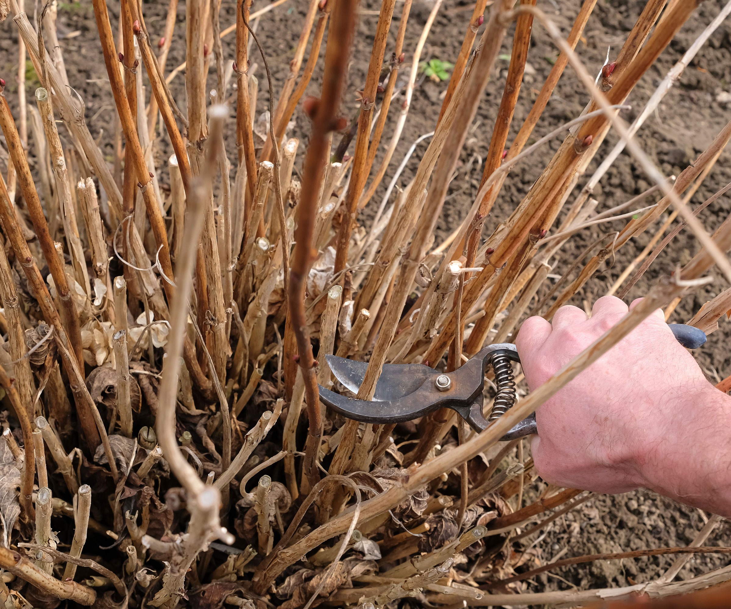 hard pruning hydrangea showing dried stalks and pruning shears