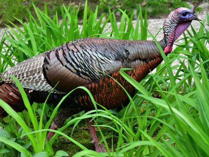 Wild Turkey In Tall Green Grass