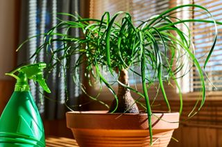 A ponytail palm plant in a terracotta plant by a window