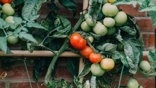 picture of outdoor tomatoes growing on trellis