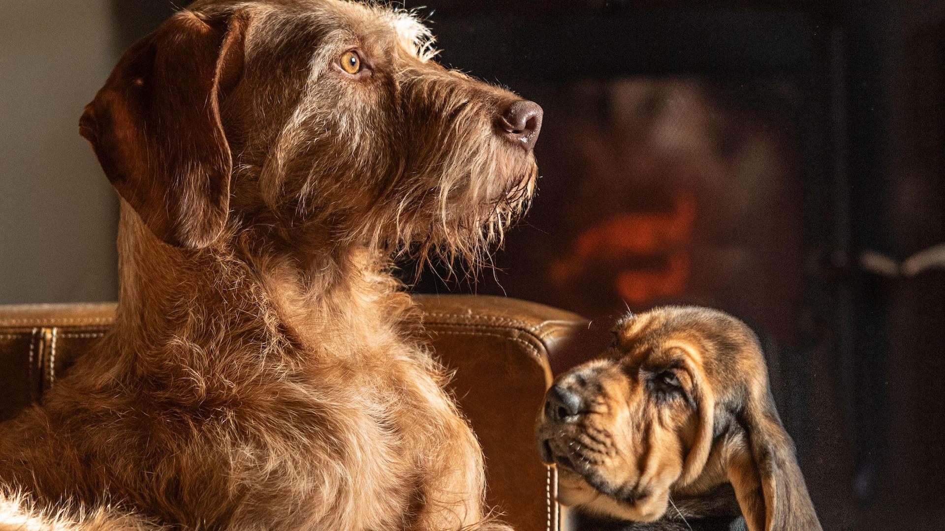 Old dog with puppy