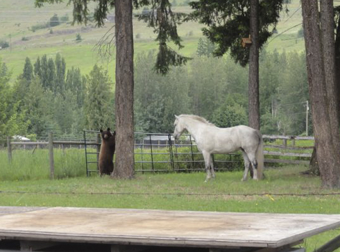 horse with bear