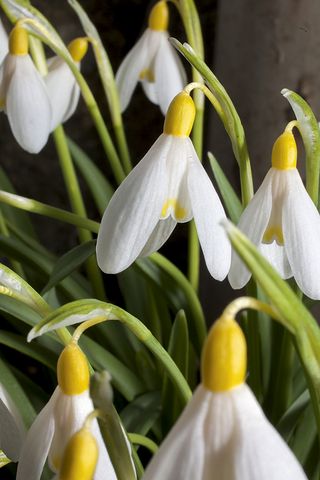 snowdrops