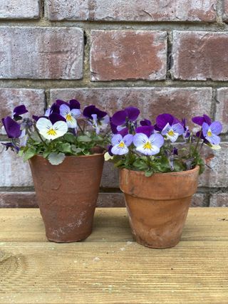 Two terracotta pots filled with purple and white winter pansies