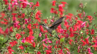 Red Flowers Attract Hummingbird
